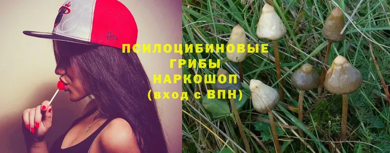 Псилоцибиновые грибы Magic Shrooms  Удомля 